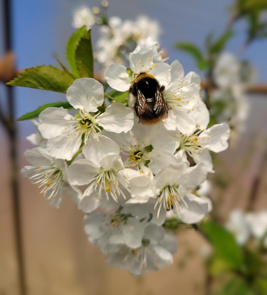 Obstbaumblüte